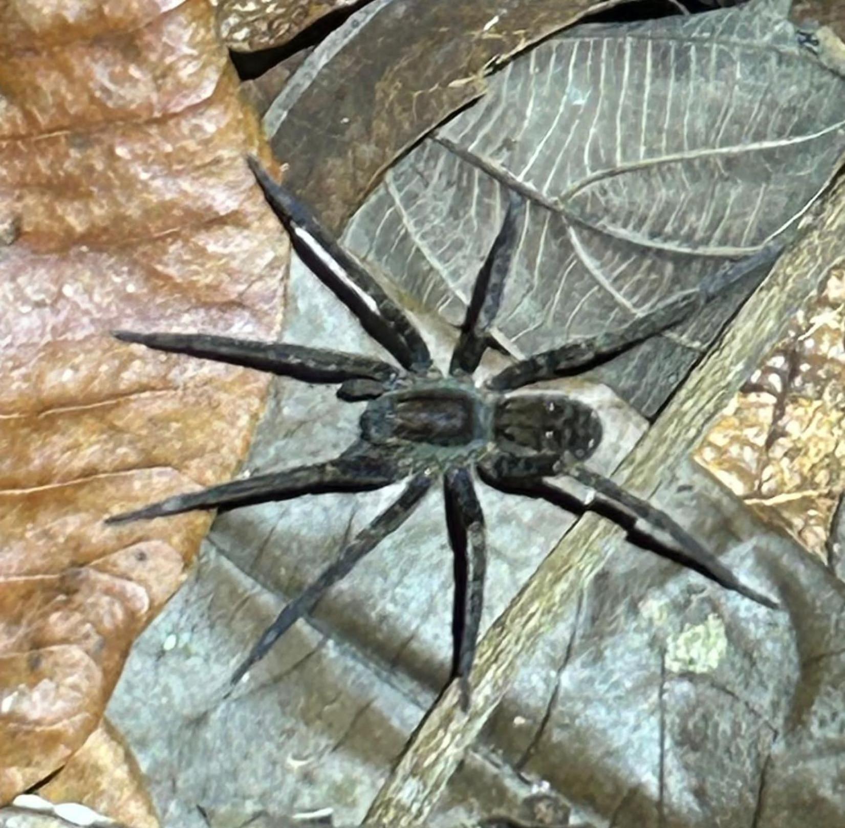 Cabanas Eco Logicas Mu'Ue Loreto Mocagua エクステリア 写真