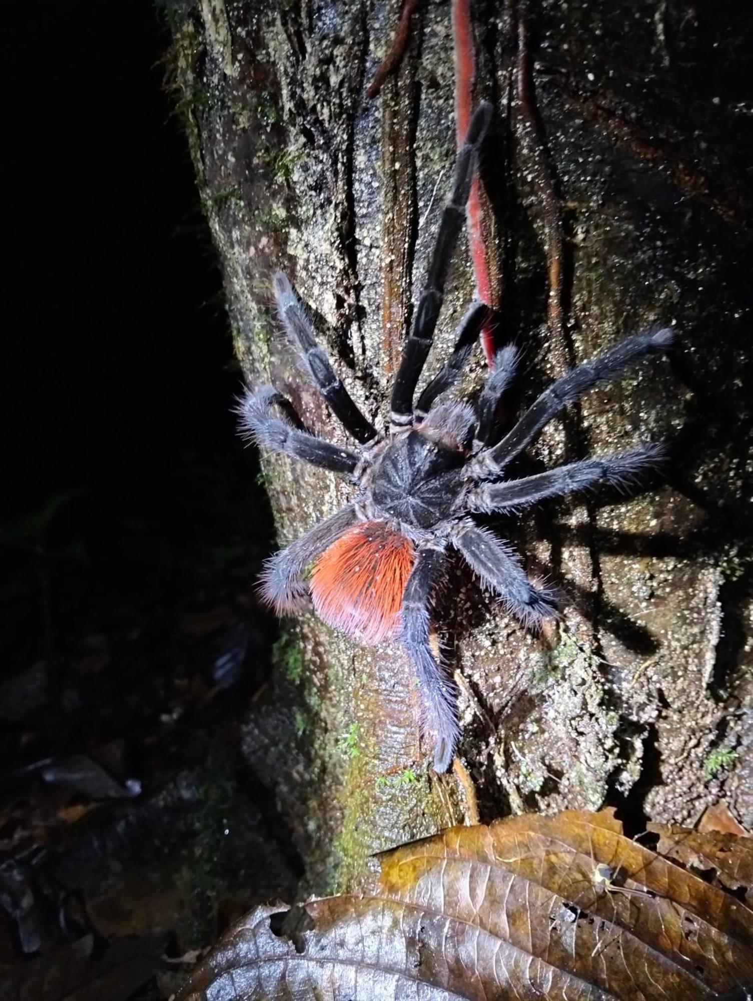 Cabanas Eco Logicas Mu'Ue Loreto Mocagua エクステリア 写真