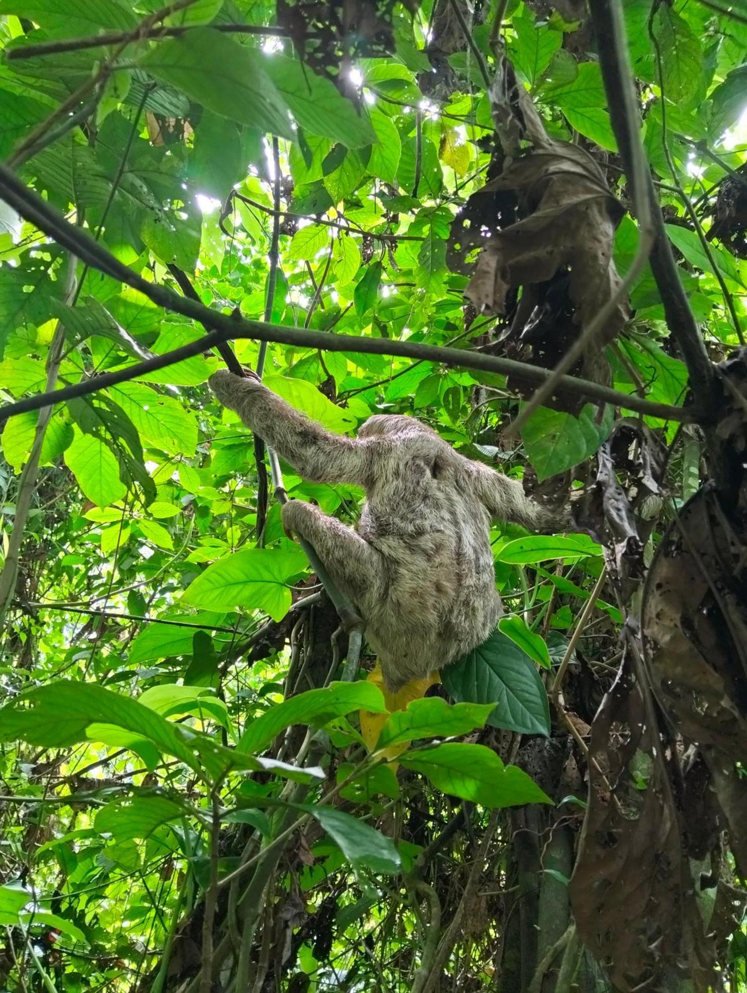 Cabanas Eco Logicas Mu'Ue Loreto Mocagua エクステリア 写真